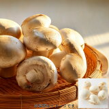 ホワイトマッシュルームの画像