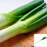 長ねぎの画像