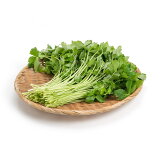 糸みつばの画像