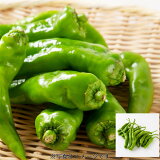 ししとうの画像