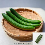 きゅうりの画像