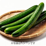 きゅうり