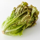 サニーレタスの画像
