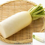 大根1/2（上部）の画像