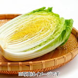 白菜の画像