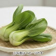 サラダ青梗菜