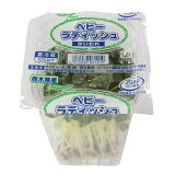 ベビーラディッシュ（かいわれ）の画像