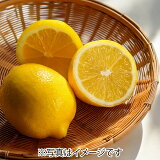 シードレスレモン（中玉）の画像