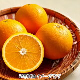 ネーブルオレンジの画像